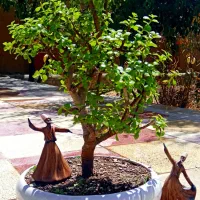 بنسای بونسای بن سای کراسولا خرفه مینیاتورری جید|گل و گیاه طبیعی|اصفهان, گلزار|دیوار