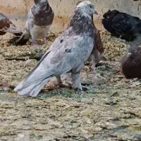 کفتر یجایی|پرنده|قم, علی آباد سعدگان|دیوار