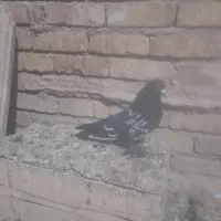 سینه سیاه نر