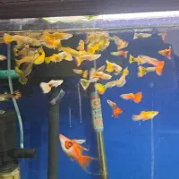 ماهی گوپی انواع نژاد