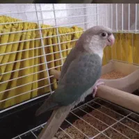گرینچیک پاین اپل