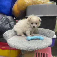 ۲ماهه نر|سگ|رشت, پل تالشان|دیوار