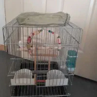 قفس پرنده|لوازم جانبی حیوانات|مشکیندشت, |دیوار