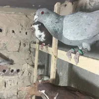 تعداد 22 عدد کفتر دانه ای ۴۲۵