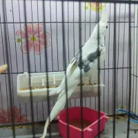 عروس هلندی دو کت پروانه ای نر|پرنده|اصفهان, سرچشمه|دیوار