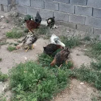 خروس محلی