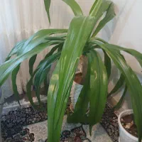 گل اشک ملکه