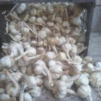 سیر سفید خشک