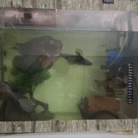 آکواریوم زیبا|ماهی|تایباد, |دیوار