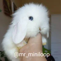 خرگوش های خانگی tedy|موش و خرگوش|کرج, کیانمهر|دیوار