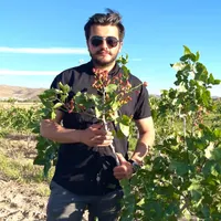 نهال گردو بادام بلوبری پسته در نهالستان فردا نهال|خدمات باغبانی و درختکاری|تهران, آذربایجان|دیوار