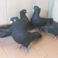 کبوتر زاغ کاکلی پرشی