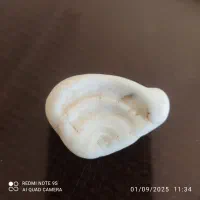 سنگ راف یا فسیل صدف