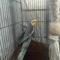 عروس هلندی مولدسینامون سخنگو|پرنده|همدان, |دیوار