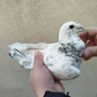 کبوترپلاکی|پرنده|محمدشهر, ولدآباد|دیوار