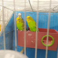 مرغ عشق|پرنده|شهرضا, |دیوار