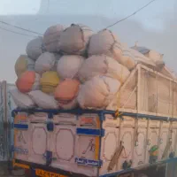 کاه شلیفی
