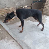سگ دوبرمن
