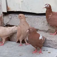 کبوتر