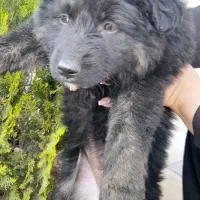 واگذاری  توله ژرمن شولاین موبلند