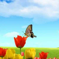 د عا نویس بررسی طالع استخاره