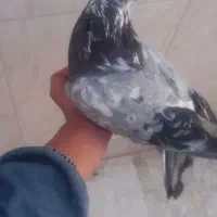 کبوتر اصفهانی نر