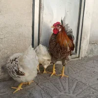 سه عدد مرغ و خروس ویاندوت کلکسیونی