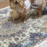 پامر تک نژاد عروسکی