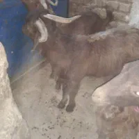 چپش نرفروشی