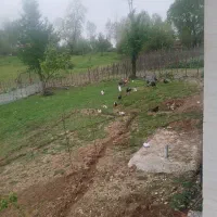 بوقلون نر و ماده