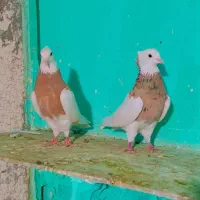 طوقی شیش دانگ و کلکسیونی