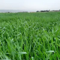 زمین-جهت-احداث-باغ