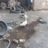 غازفروشی جوان