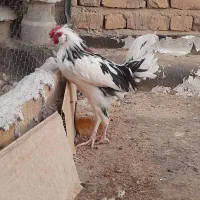 خروس گلین|حیوانات مزرعه|قم, آزادگان|دیوار