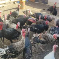 بوقلمون|حیوانات مزرعه|تربت جام, کشتارگاه|دیوار
