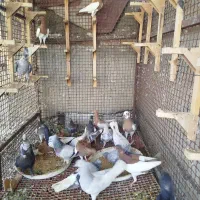کبوتر رنگی|پرنده|شیراز, اکبر آباد|دیوار