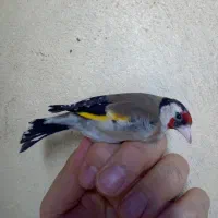 سره ماده اماده