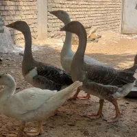 جوجه اردک اسرائیلی نیمچه اردک اسرائیلی ونمیچه غاز|حیوانات مزرعه|آزادشهر, |دیوار