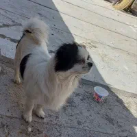 سگ چاپانیز بسیار حزف گوش کن و سالم