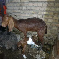 2 بز و بزغاله هاشون ...1 بز ابستن|حیوانات مزرعه|کارون, |دیوار