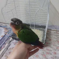 جوجه گرینچیک یلو ساید ۴۵ روزه رام و دستی