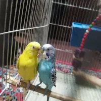 یک جفت مرغ عشق