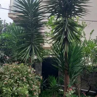 فروش گل برگ انجیری و سیکاس|گل و گیاه طبیعی|کلارآباد, |دیوار