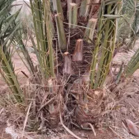 نخل|خدمات باغبانی و درختکاری|جهرم, |دیوار