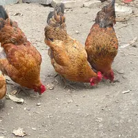 ۶ عدد مرغ تخم‌گذار سالم و کرچ‌شو|حیوانات مزرعه|چابکسر, |دیوار