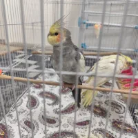 عروس هلندی
