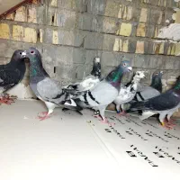 کفتر پلاکی۱۲شهرستانی