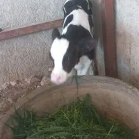 گوساله شیری نر قعط شیر