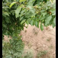 به یک باغبان باخانواده واسکان رایگان نیازمندیم.