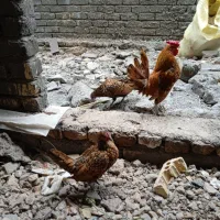 مرغ و خروس مینیاتوری|پرنده|برخوار, |دیوار